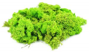 Light Green Lichen (80g)