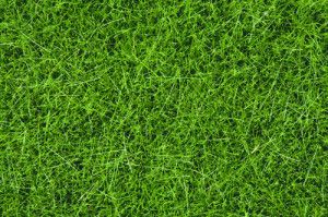 Dark Green Wild Grass 6mm (100g)