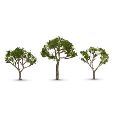 Gum Tree 2 1/2 “ 3 1/2