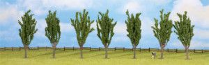 Poplar (7) Classic Economy Trees 12cm
