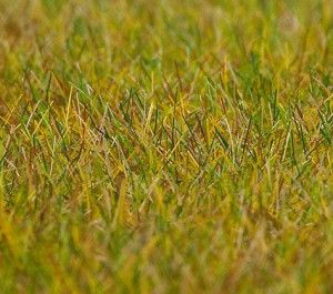 Light Green Meadow 6mm Premium Ground Cover Fibres (30g)