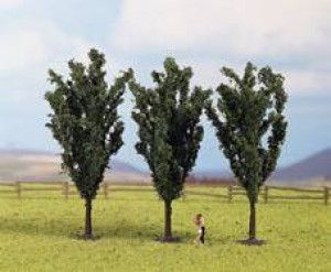 Poplar (3) Classic Trees 12cm