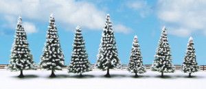 Snow Fir (7) Classic Economy Trees 8-12cm