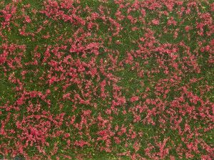 Red Meadow Groundcover Foliage 12x18cm