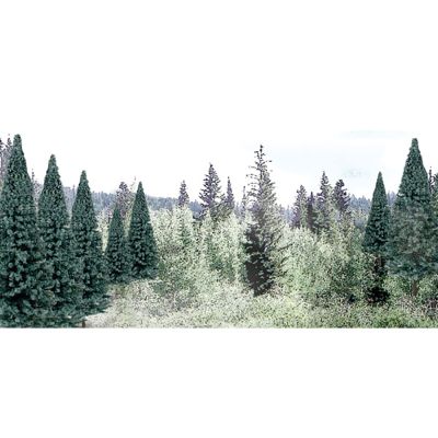 2"-4" Ready Made Blue Spruce Value Pack (18/Pk)