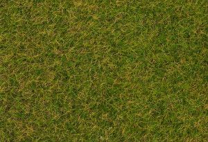 Early Summer Lawn Wild Grass Fibres 4mm (1kg)