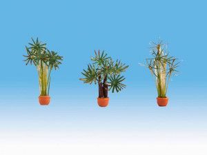 Palms (3) Ornamental Plants