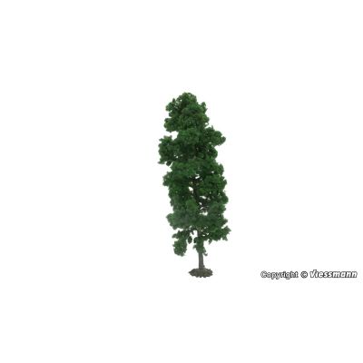 Beech Tree 18cm